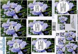 Blaue Iris - Le Suh 630004